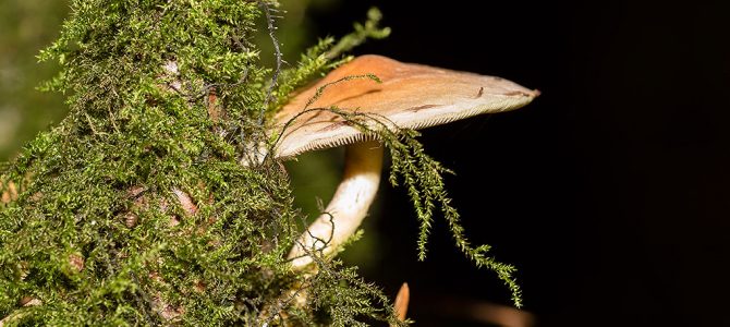 Herfst in de Halse bossen