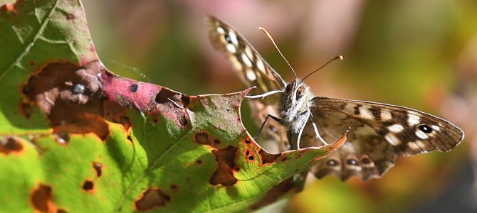 Herfst 2018