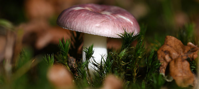 Paddestoelen