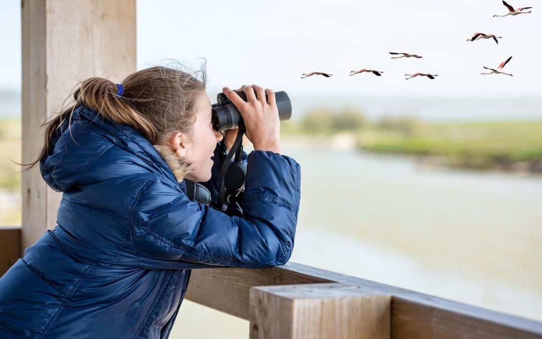 ZWO ORGANISEERT EEN VOGELEXCURSIE 7 juli 2024