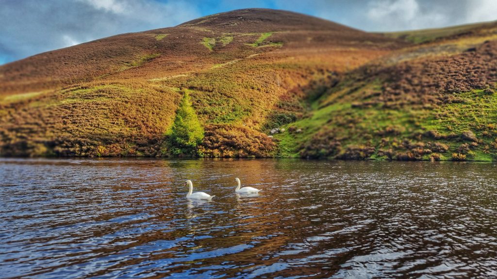 Swans swimming on the Glencorse Reservoir guiding each other along the water. Is is a beautiful place to visit in Scotland and highly recommended from us!
