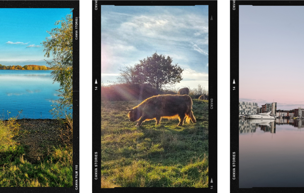Collage of photos including image of the sunset at Ipswich Waterfront, Alton Water & Highland Cows.