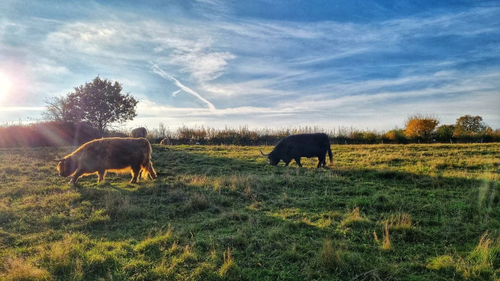 Highland Cows is not something you would expect to see on your visit to places like Ipswich.