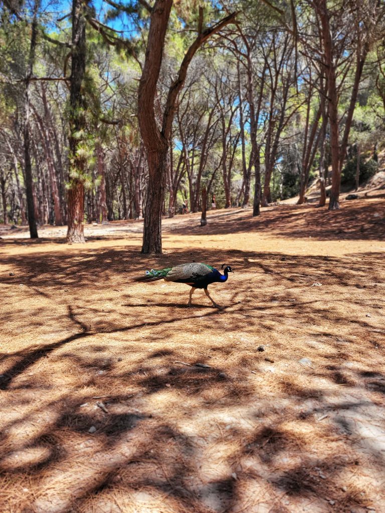 Peacocks in Plaka forest