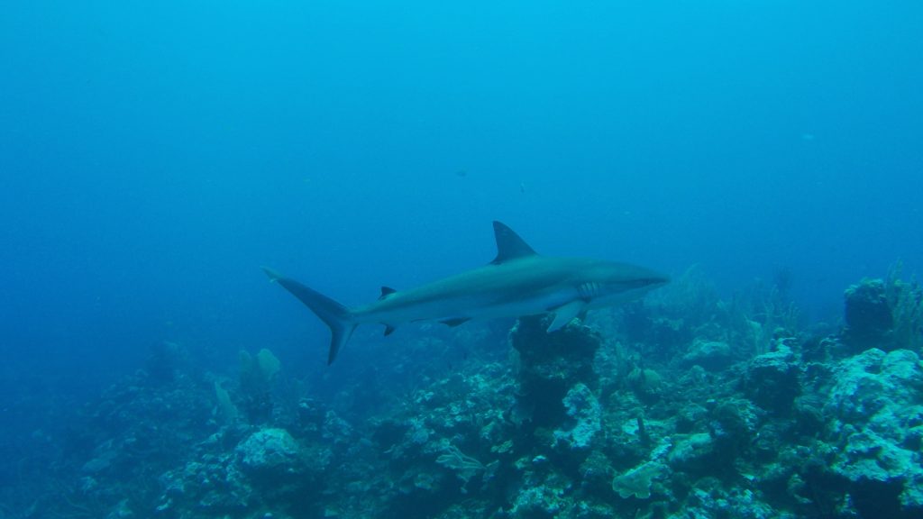 Carribean Reef Shark in Belize