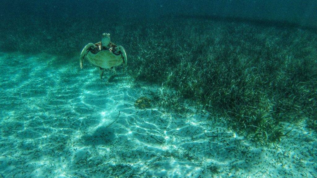 Turtle in Caye Caulker