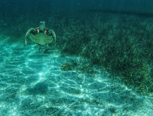 Turtle in Caye Caulker