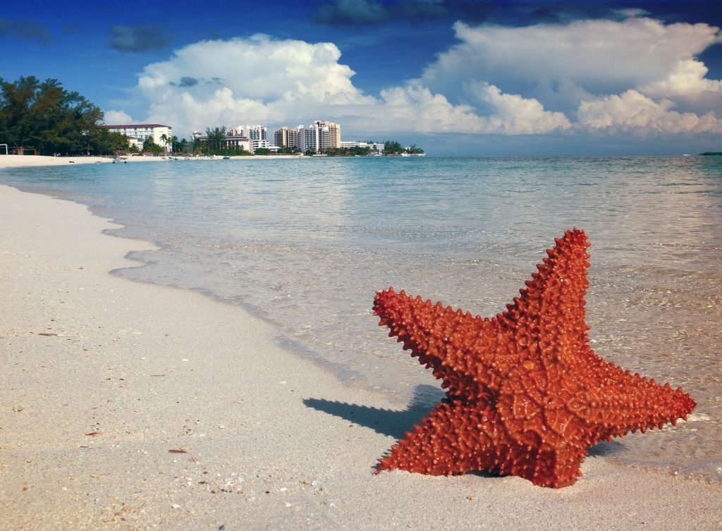 Star on Bahamas Beach