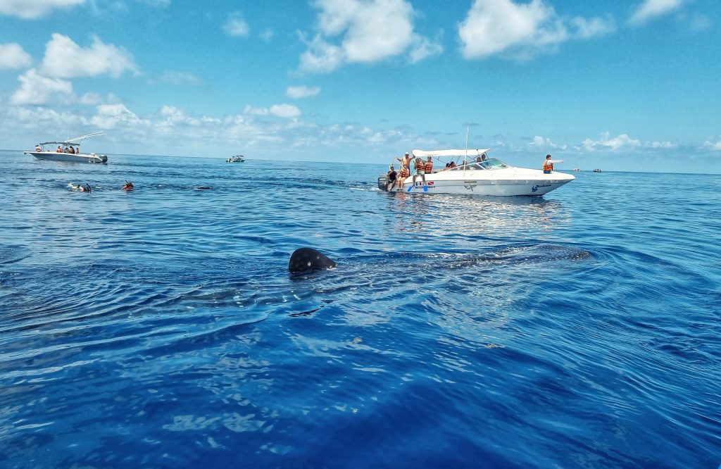 Snorkelling with Whale Sharks is something you must do if you're spending 2 days or more in Isla Mujeres.