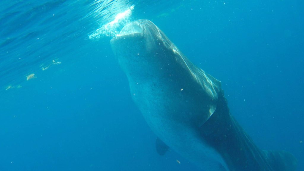 Whale Shark eating plankton from the surface of the water. One of the most incredible experiences was to see these animals.