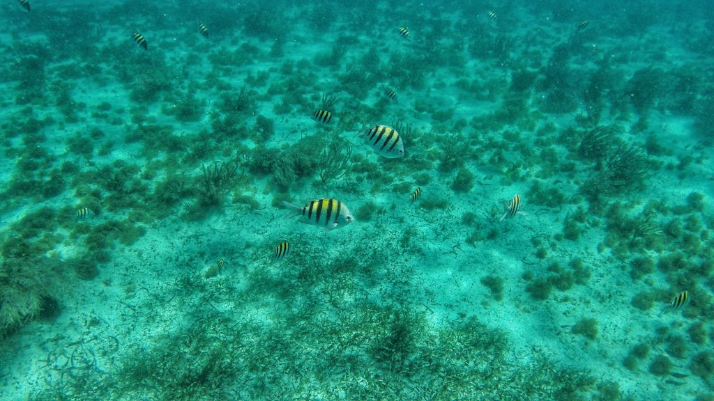 Tropical Barrier Reef fish in Belize