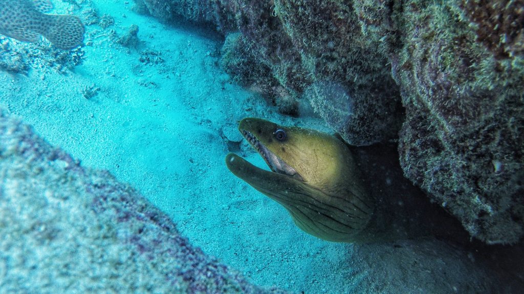 Choosing a good diving company is incredibly important so that you know what to expect on your dives. This image shows a Moray Eel from when Amy was diving and she was glad she was in safe hands.