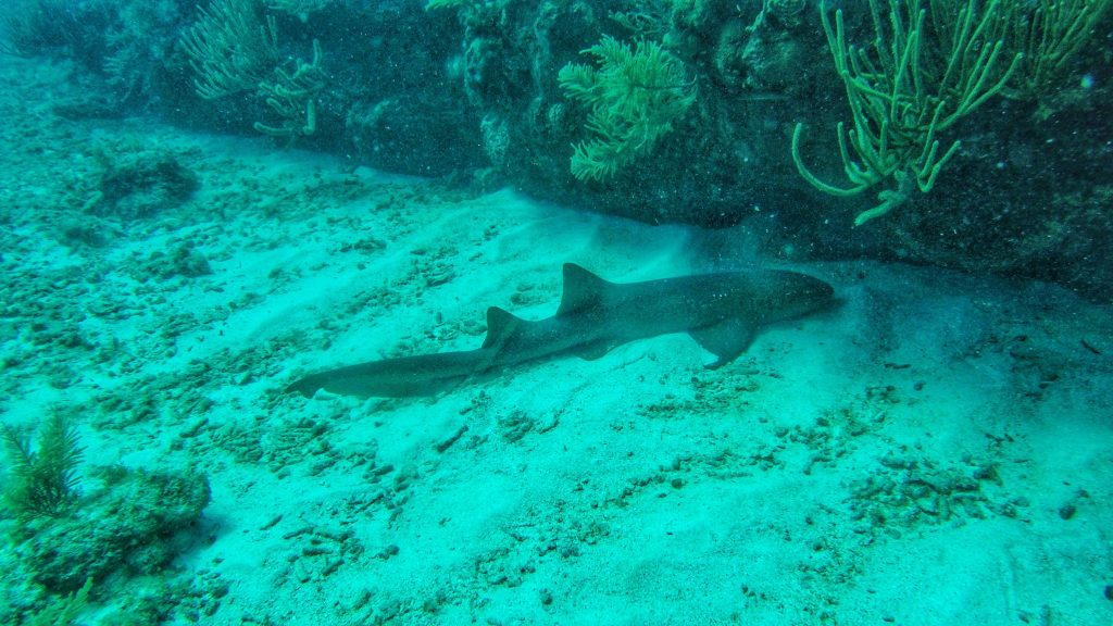 Nurse Shark in Belize resting on the sandy seabed.