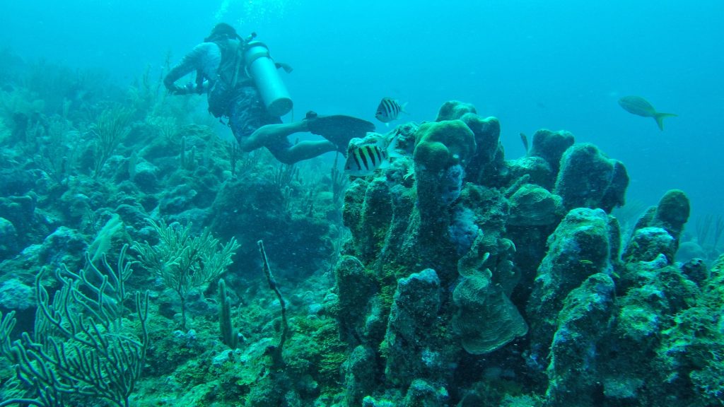 Make sure that you feel comfortable with the company that you choose to go diving with.