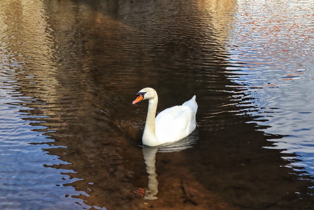 One of the best things to do in Haddington is to spend some time by the River Tyne watching the swans swim past.