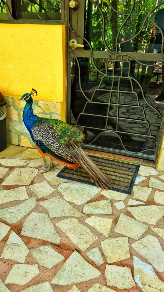 Peacocks roaming around Kim Balam hostel.