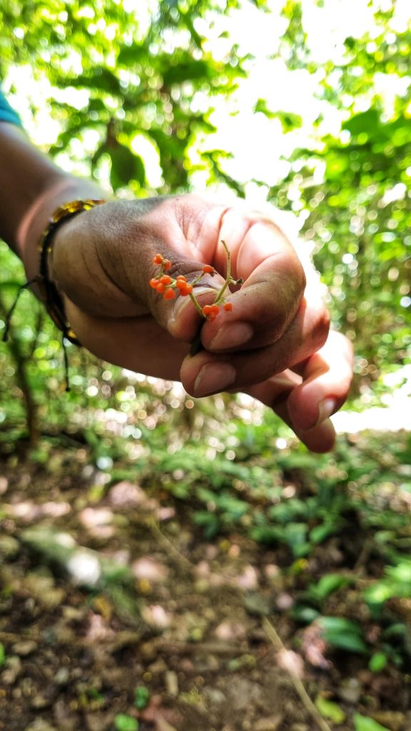 Tour guide on the jungle tour showing us different berries that the Mayans used to paint their face. This is one of the ultimate things to do during you time in Palenque, Mexico.