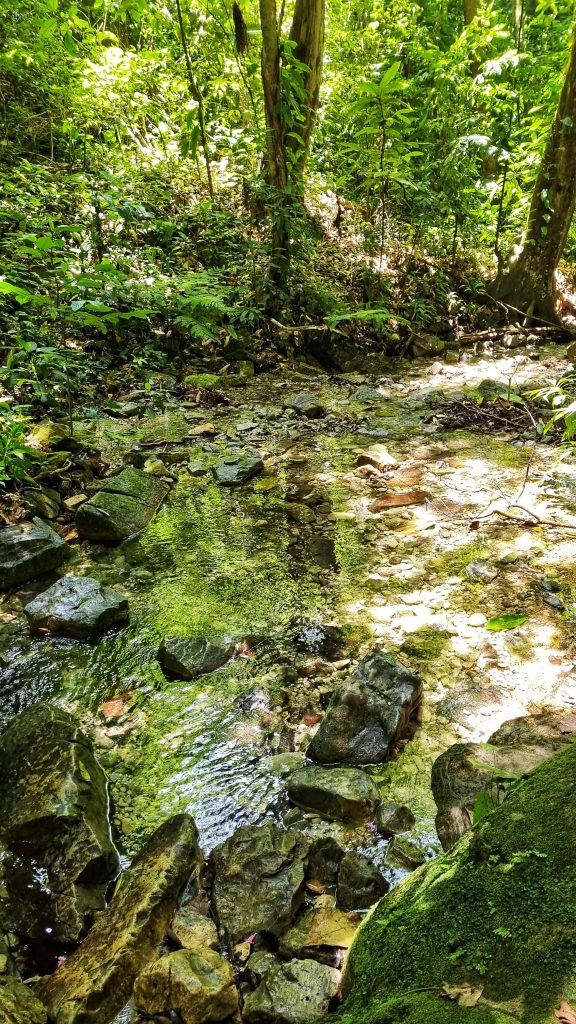 Small stream that can be found in Mexican jungle.