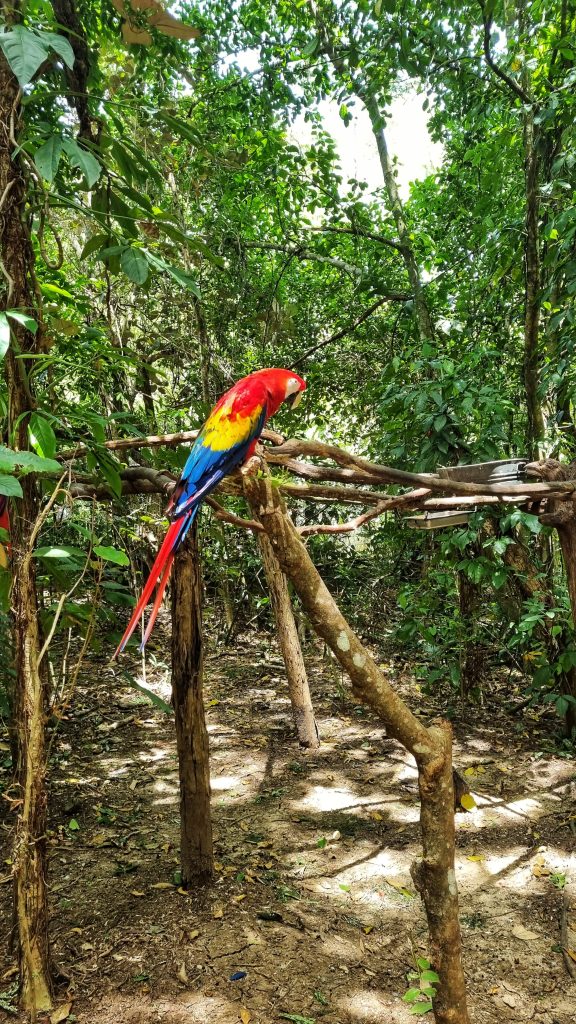 Beautiful parrot at Aluxes.