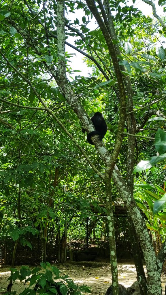 One of the howler monkeys in the jungle of Palenque.