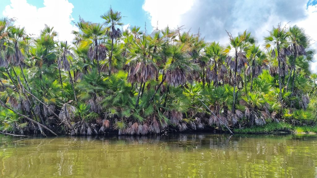 When you're visiting Belize, you should take advantage of not just the diving but also the beautiful jungles and sights too.