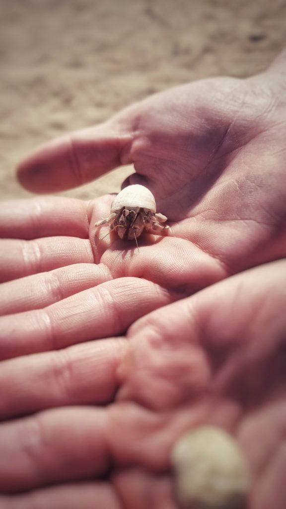 Liam holding one of the hermit crabs during our quad bike tour.