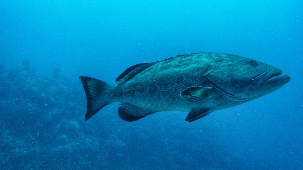 You will find plenty of groupers whilst you're diving in Belize.