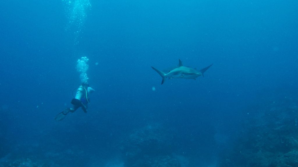 Spotting Caribbean reef sharks whilst you're diving in Belize is definitely one of the highlights. Amy got to join this particular diving trip whilst she was stay on Caye Caulker.