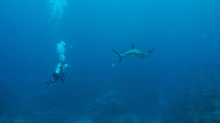 Ultimate Guide For Best Scuba Diving Spots in Belize