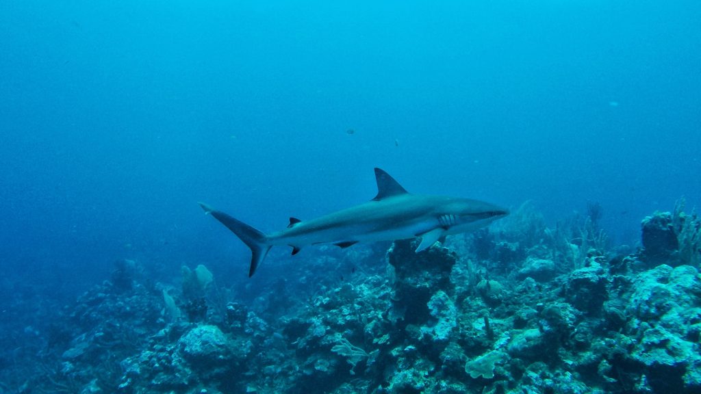 More shots of the beautiful Caribbean reef sharks.