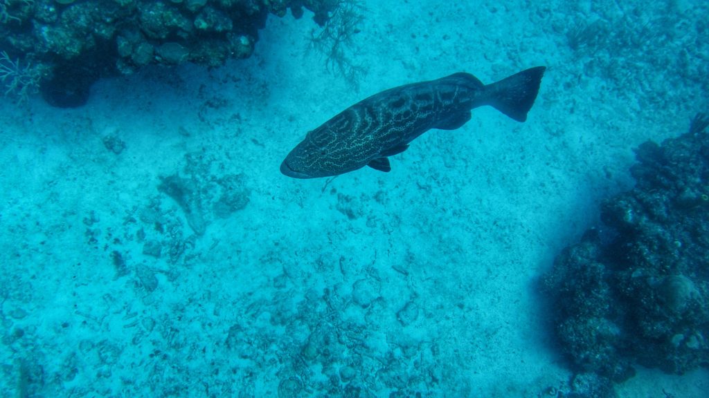 There are plenty of groupers whilst you're diving in Belize that you will come away with many experiences with them.
