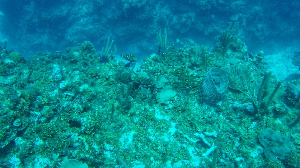 Exploring Belize's waters is one of the most incredible things that you can do.