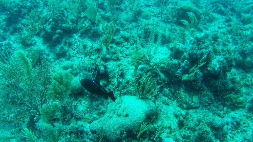 There are so many different incredible spots to go diving whilst you're in Belize that it is actually one of the best places to go diving.