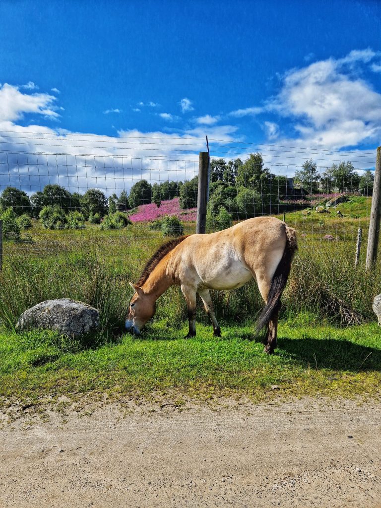 One of the wild horses we saw on the drive through wildlife park.