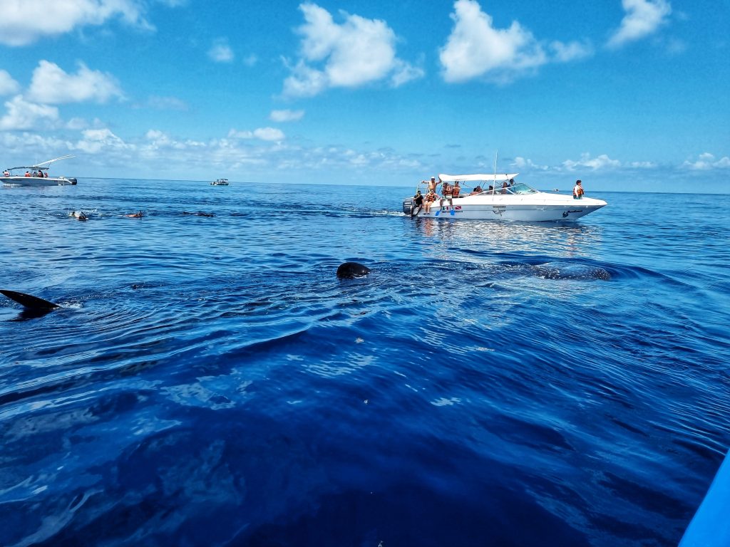 Whale Shark under the water with a boat close by.