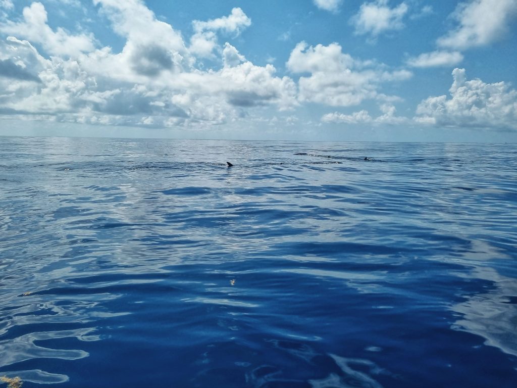 Whale sharks in the distance on the surface of the water.