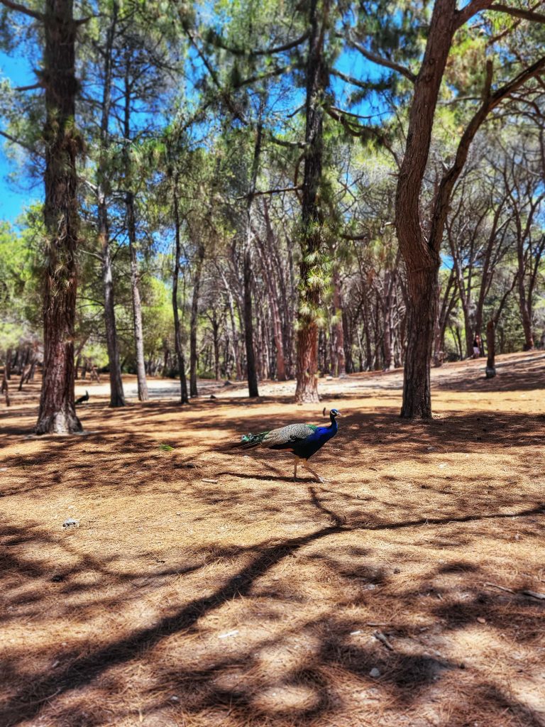 Peacocks in Plaka Forest