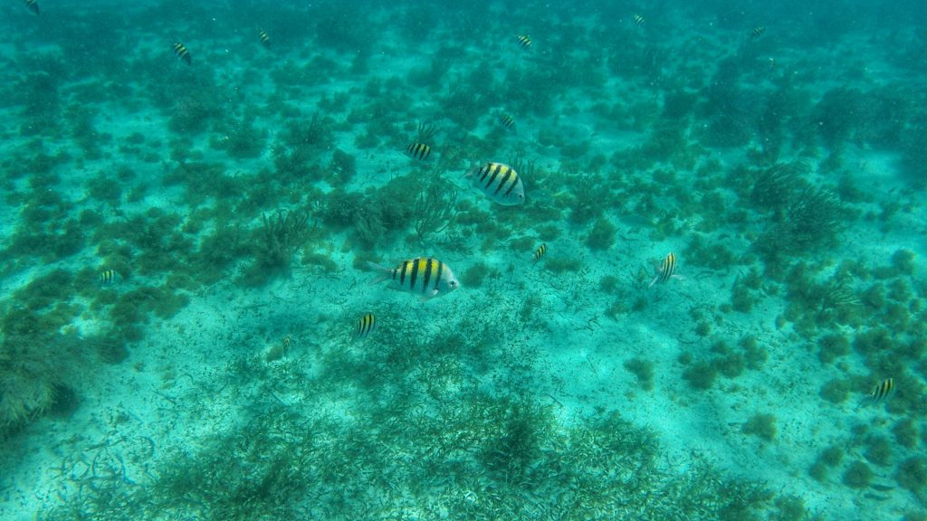 Gorgeous fish whilst Isla Mujeres diving.