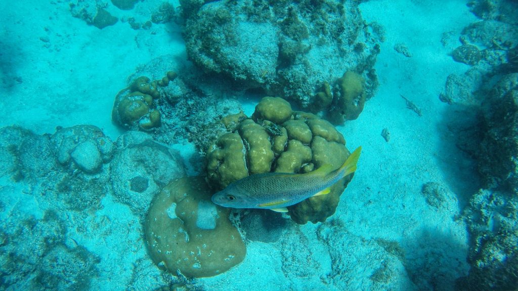 There are so many beautiful fish to see when you're diving in Isla Mujeres.