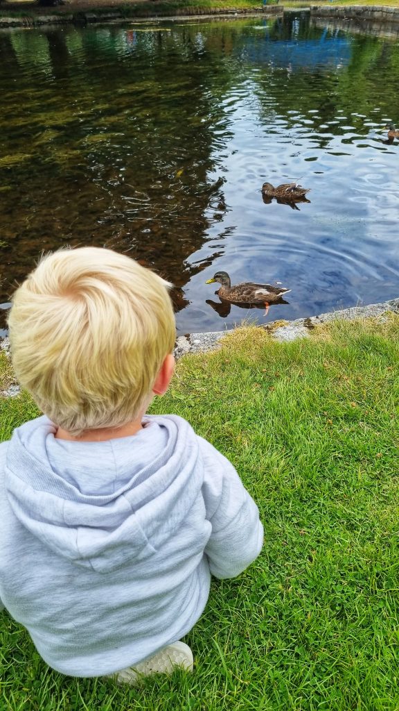 Liam's son watching the ducks at Whin Park.