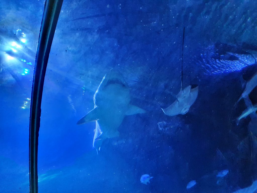 One of the sharks at the Edinburgh Aquarium Deep Sea World.