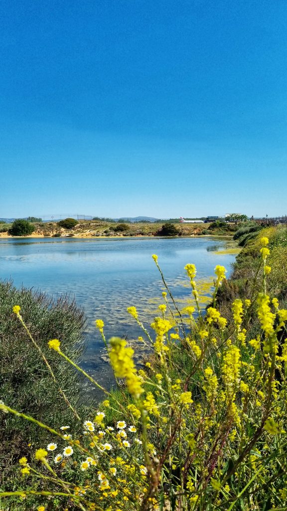 Rio Formosa Lagoon in Faro with some beautiful bright yellow flower at the forefront of the image.
