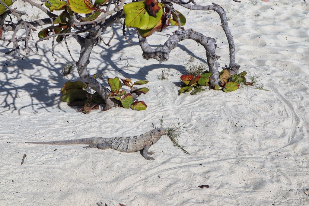 One of the lizards in Cancun.