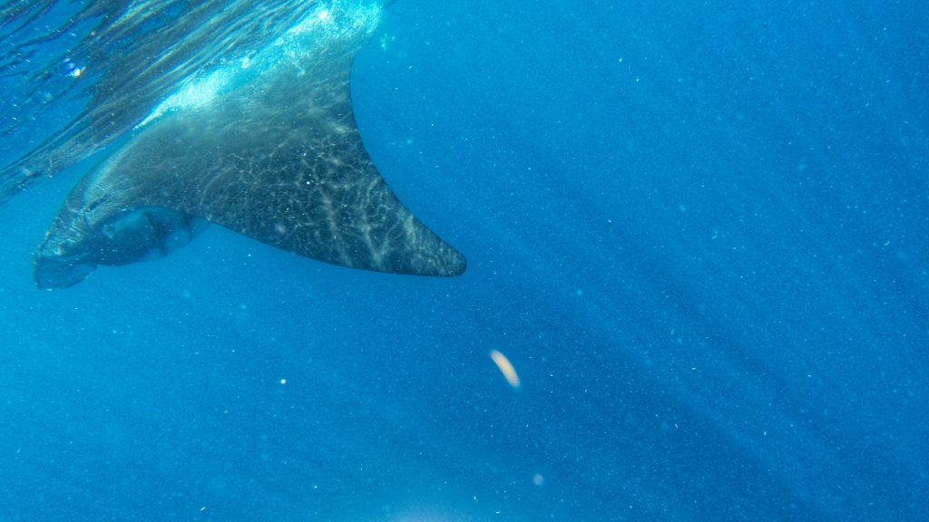 A huge manta ray that could be seen whilst snorkelling with whale sharks in Isla Mujeres