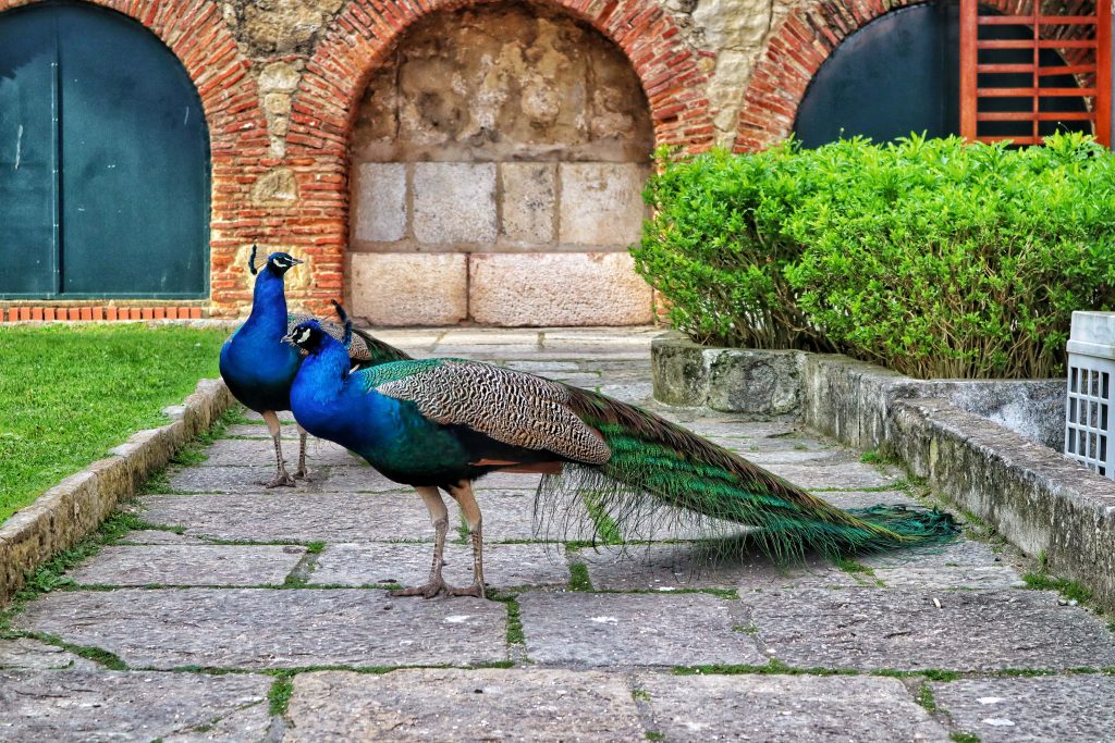 Peacocks that can be found wandering around Castelo de Sao Jorge.