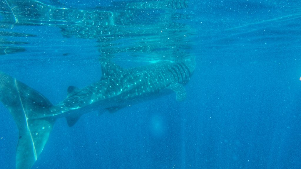 Swimming with whale sharks is something you can't miss if you only have 2 days in Cancun. This image shows one of the beautiful whale sharks under the water feeding from plankton on the surface.