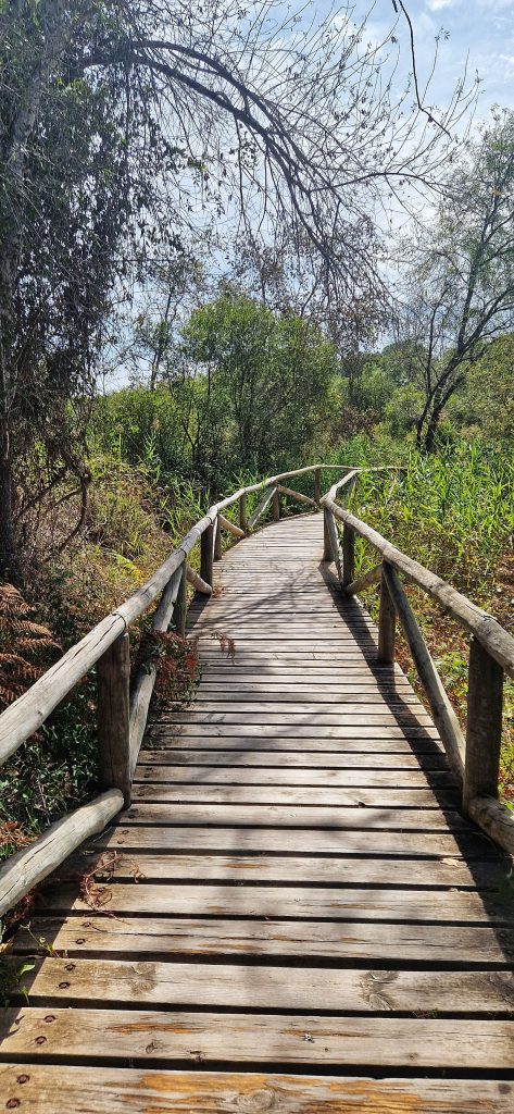 This image shows one of the bridges that you can wander through in Donana National Park, it really is a serene relaxing place and it's amazing to see the wildlife.