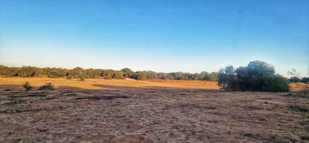 Donana National Park before the sun fully rising.