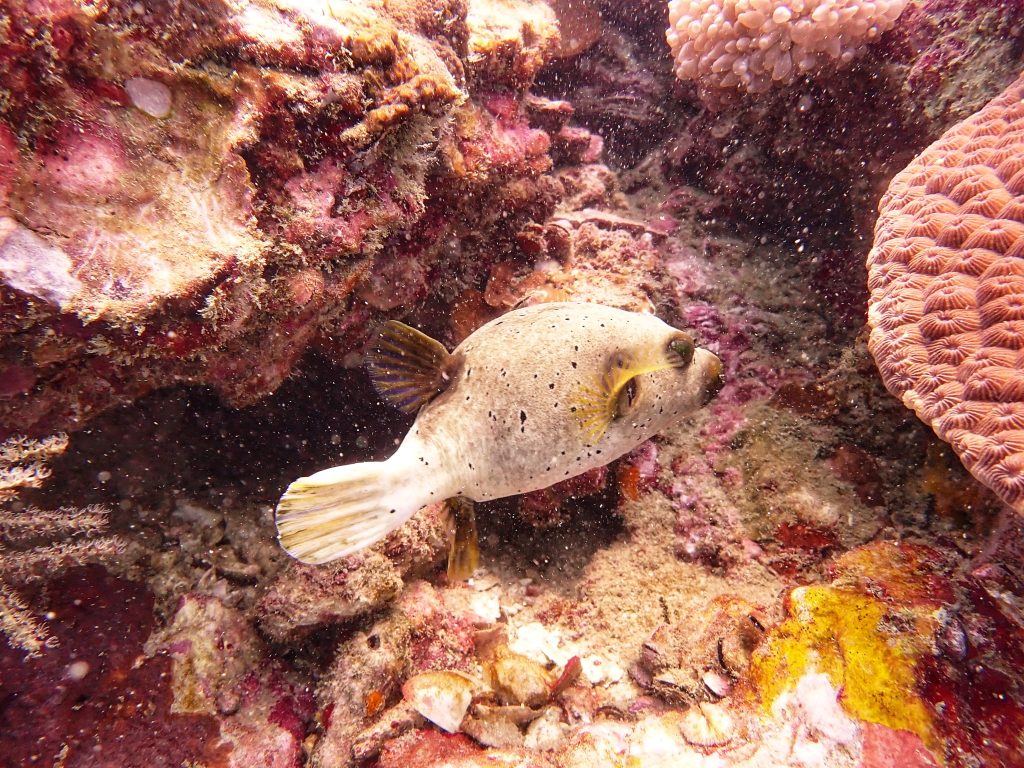 We got to see lots of puffer fish over all the best dive sites in Phuket and this was our first time seeing them which was incredible!