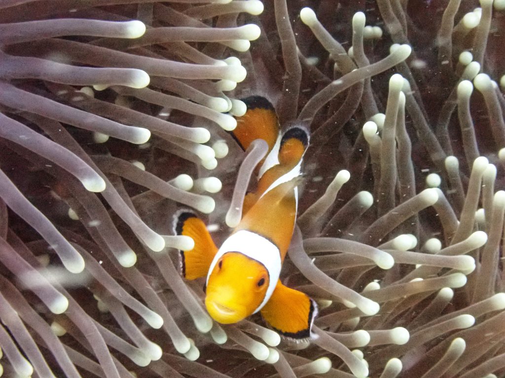 One of the many beautiful clow fish we saw in Phuket during our scuba diving hiding in an anemone.